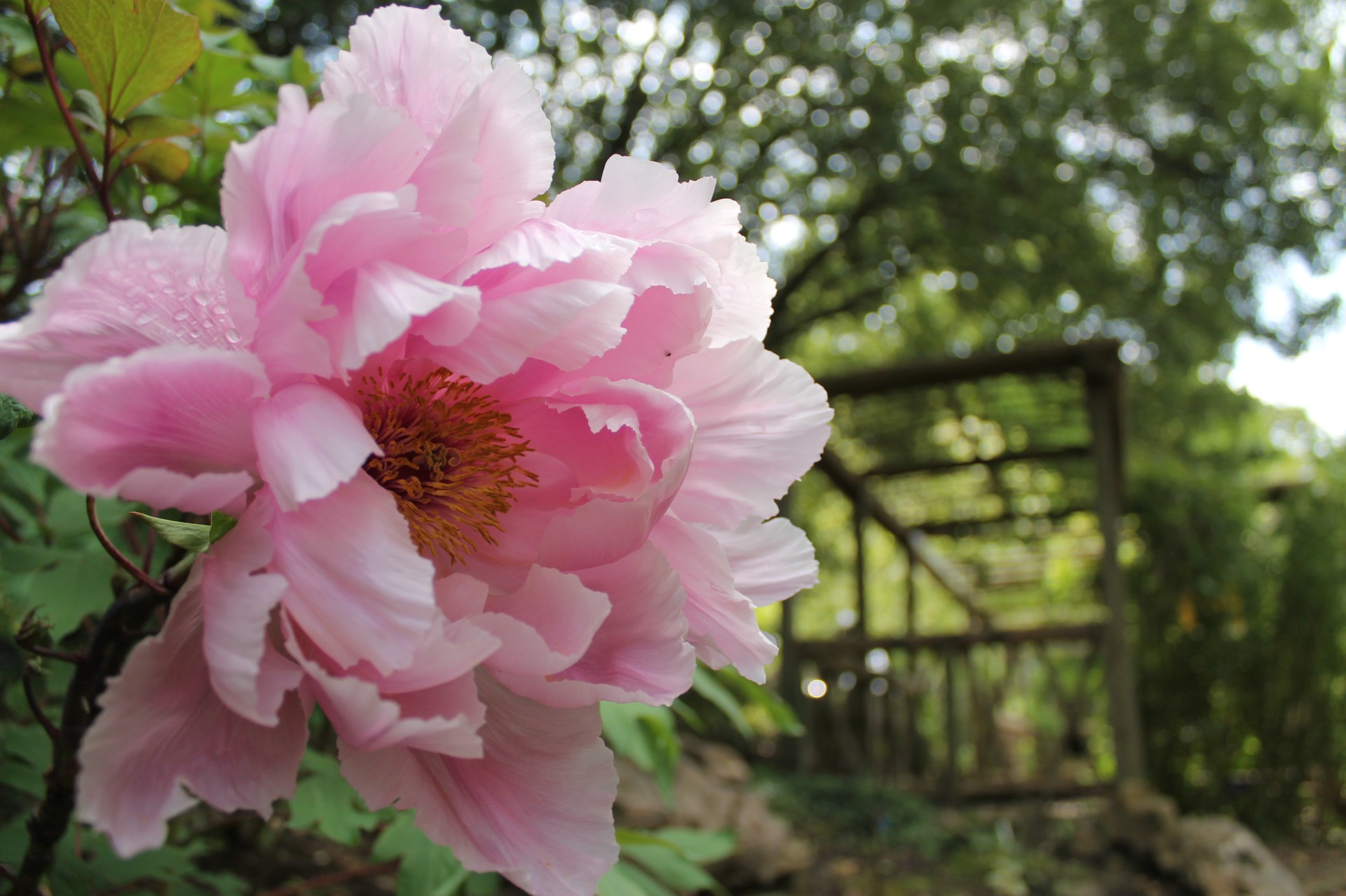 Springtime peony at the Botanic Garden